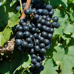 Vitis vinifera 'Cabernet Franc'